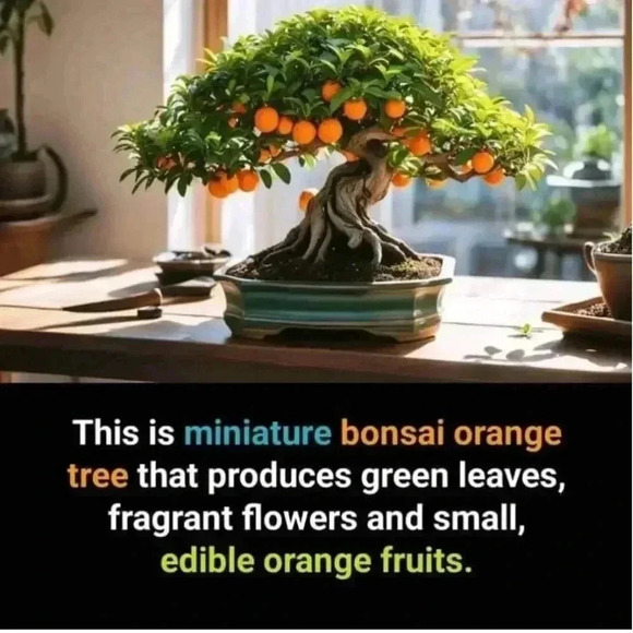 FREE 💟Abercrombie &  Fitch Soft Tee - Picture 12 of 16